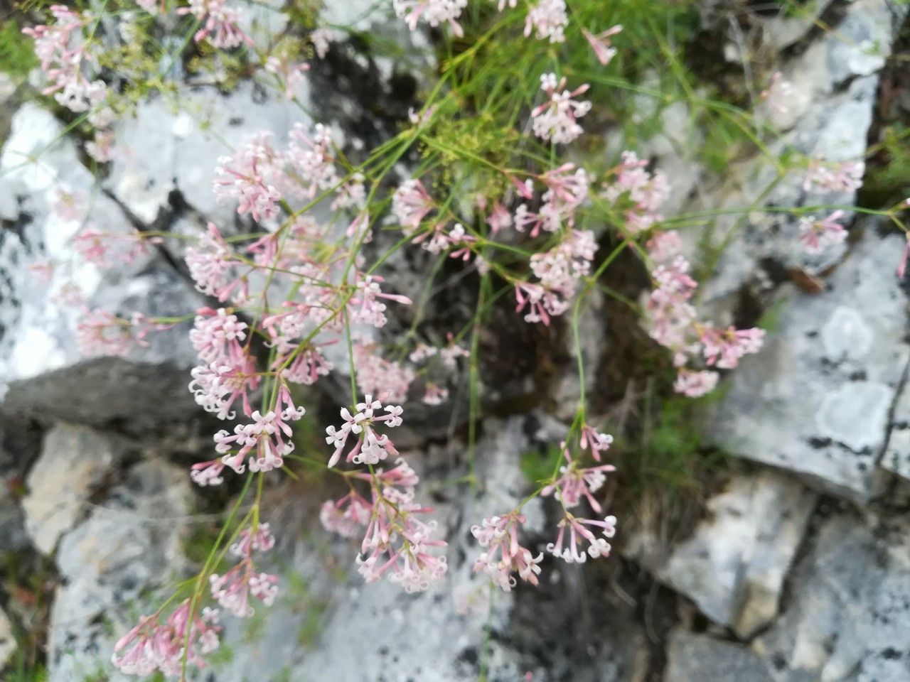 Asperula aristata habit