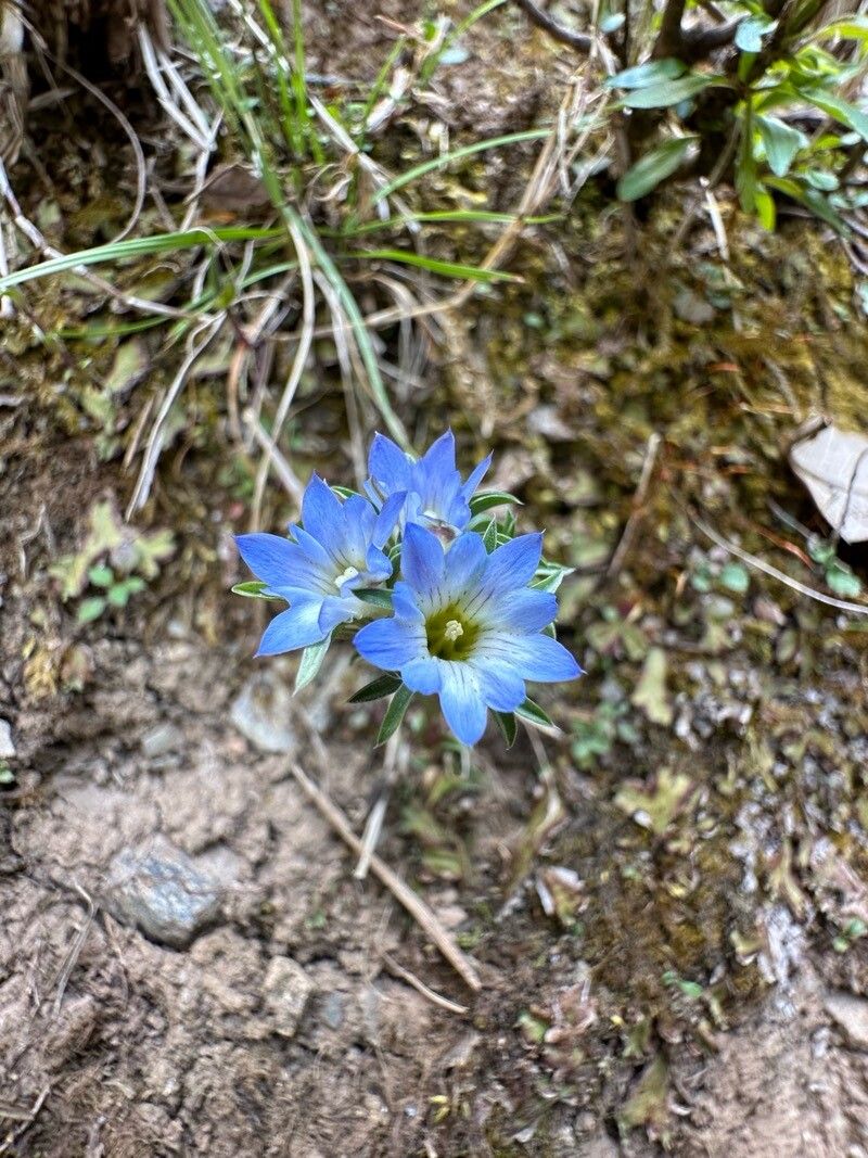Gentiana nubigena flower