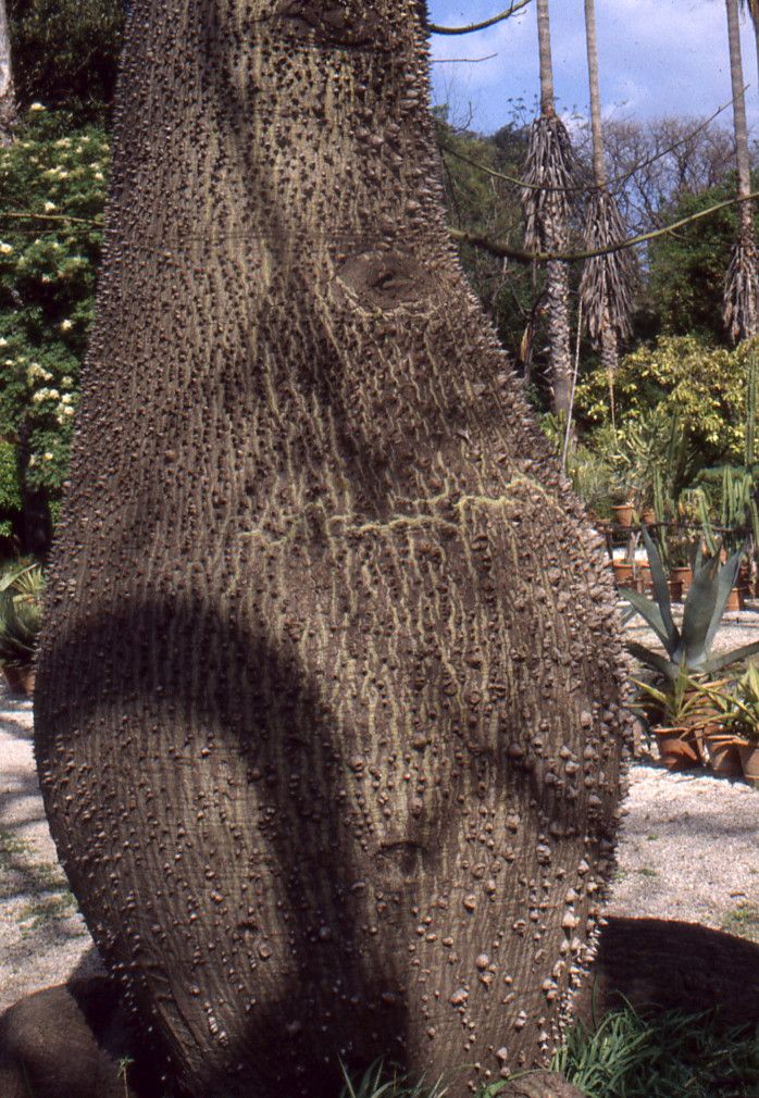 Chorisia speciosa bark