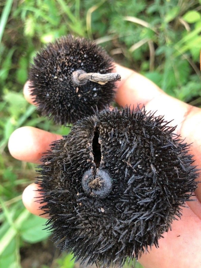 Apeiba tibourbou fruit