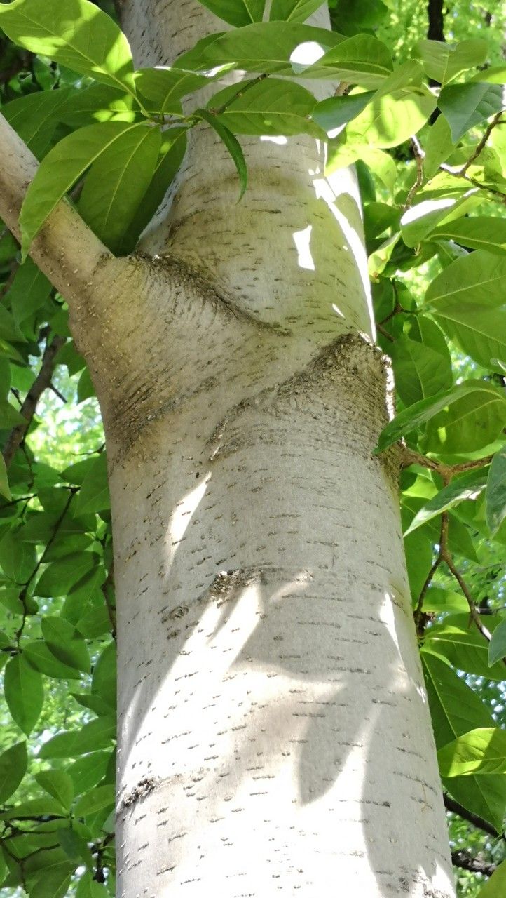 Magnolia amoena bark