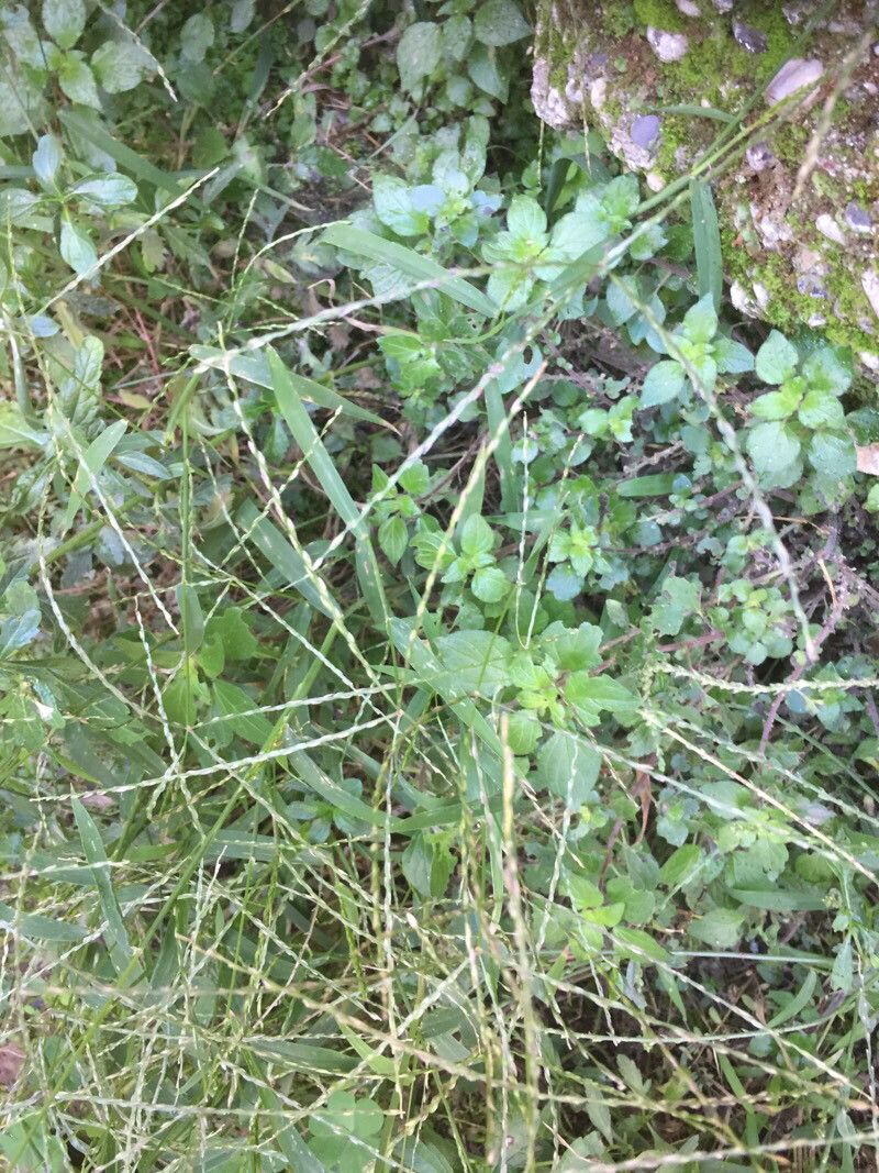 Digitaria ciliaris fruit