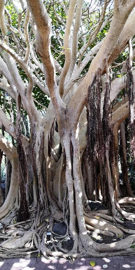 Ficus vasta bark