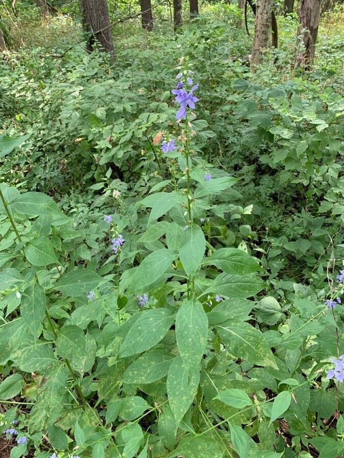 Campanula americana habit