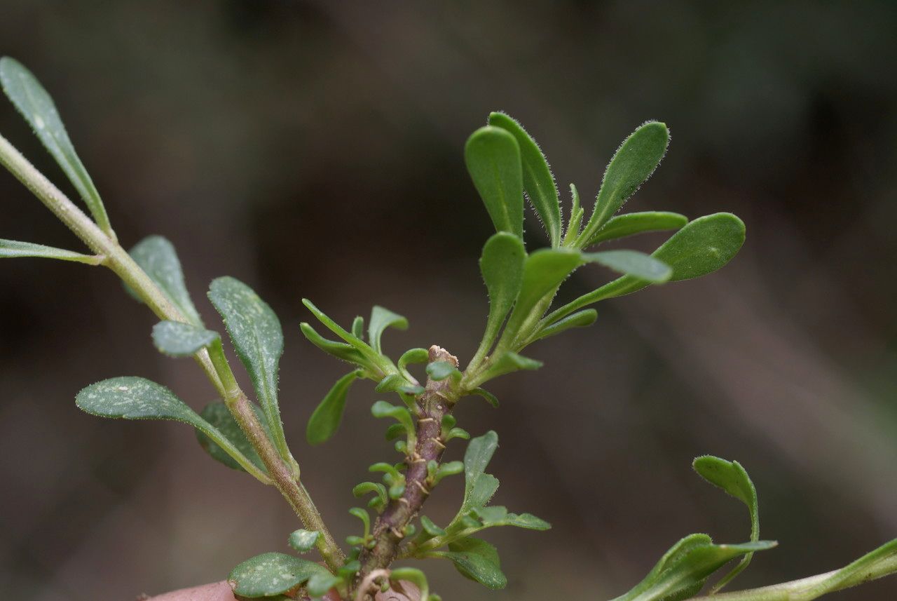 Iberis atlantica habit