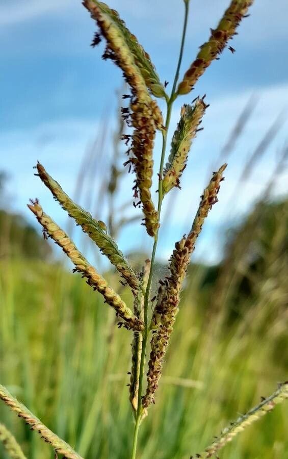 Paspalum urvillei flower