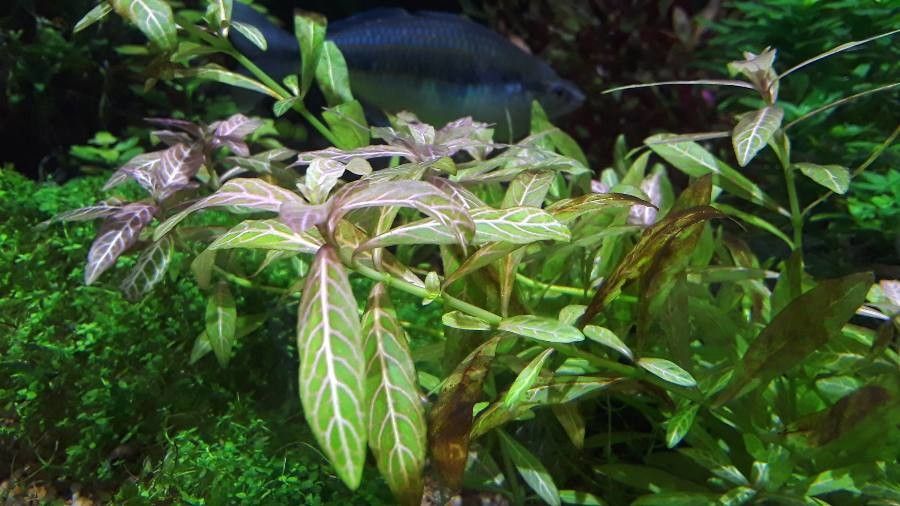 Hygrophila polysperma leaf