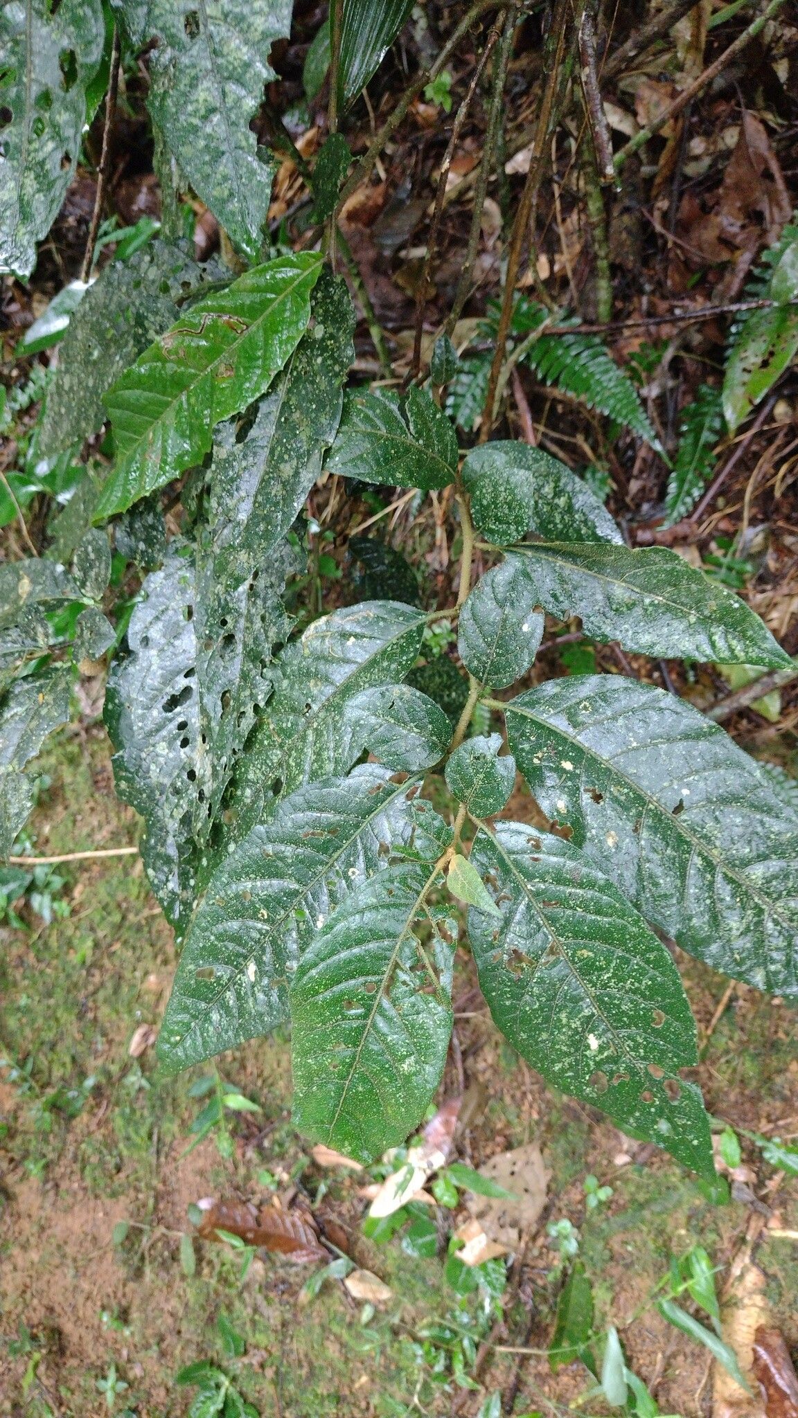 Solanum gnaphalocarpum leaf