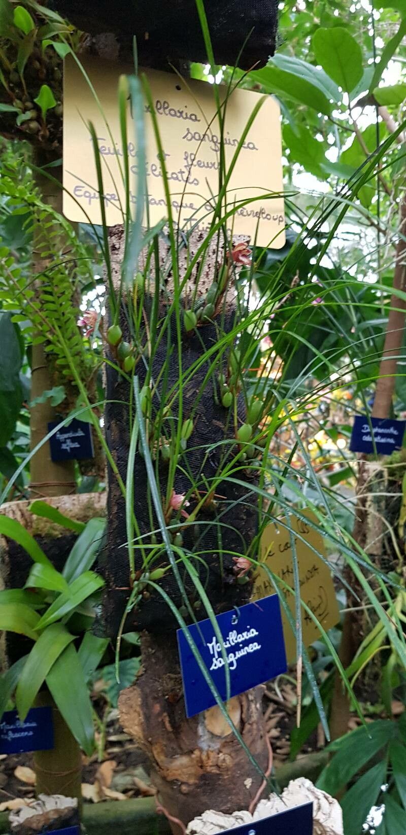 Maxillaria sanguinea habit