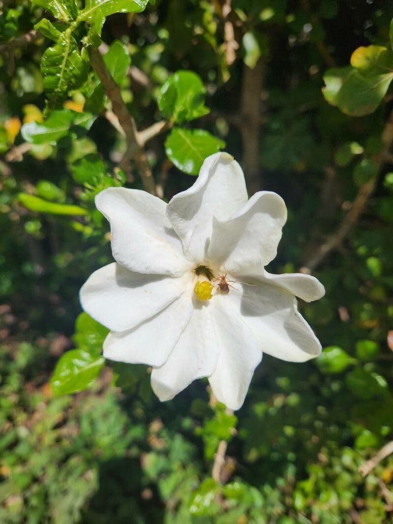 Gardenia volkensii flower