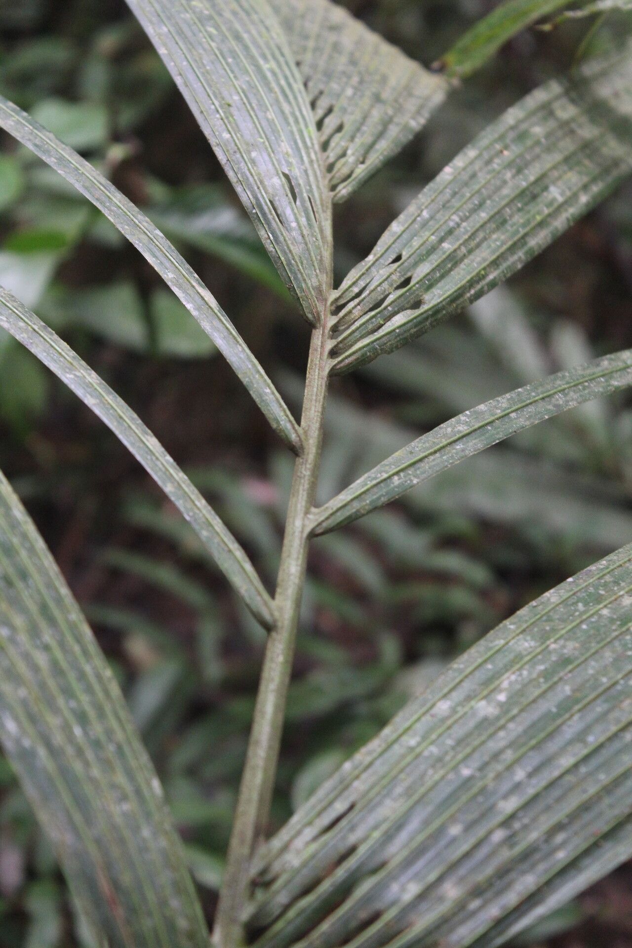 Reinhardtia latisecta fruit