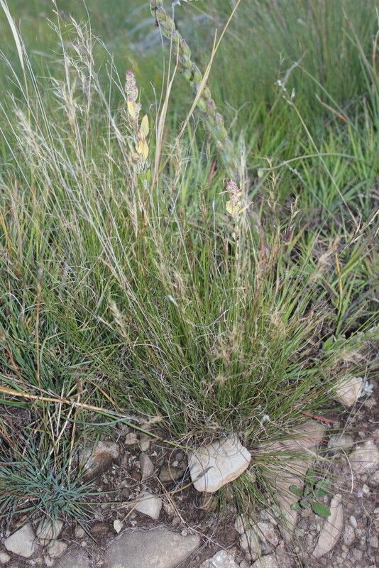 Aristida junciformis habit