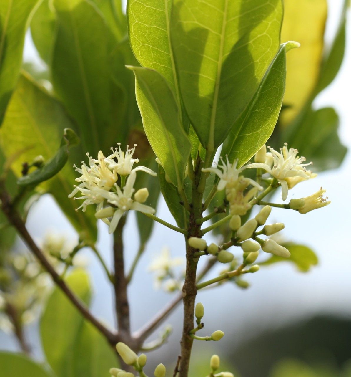 Acronychia laevis flower