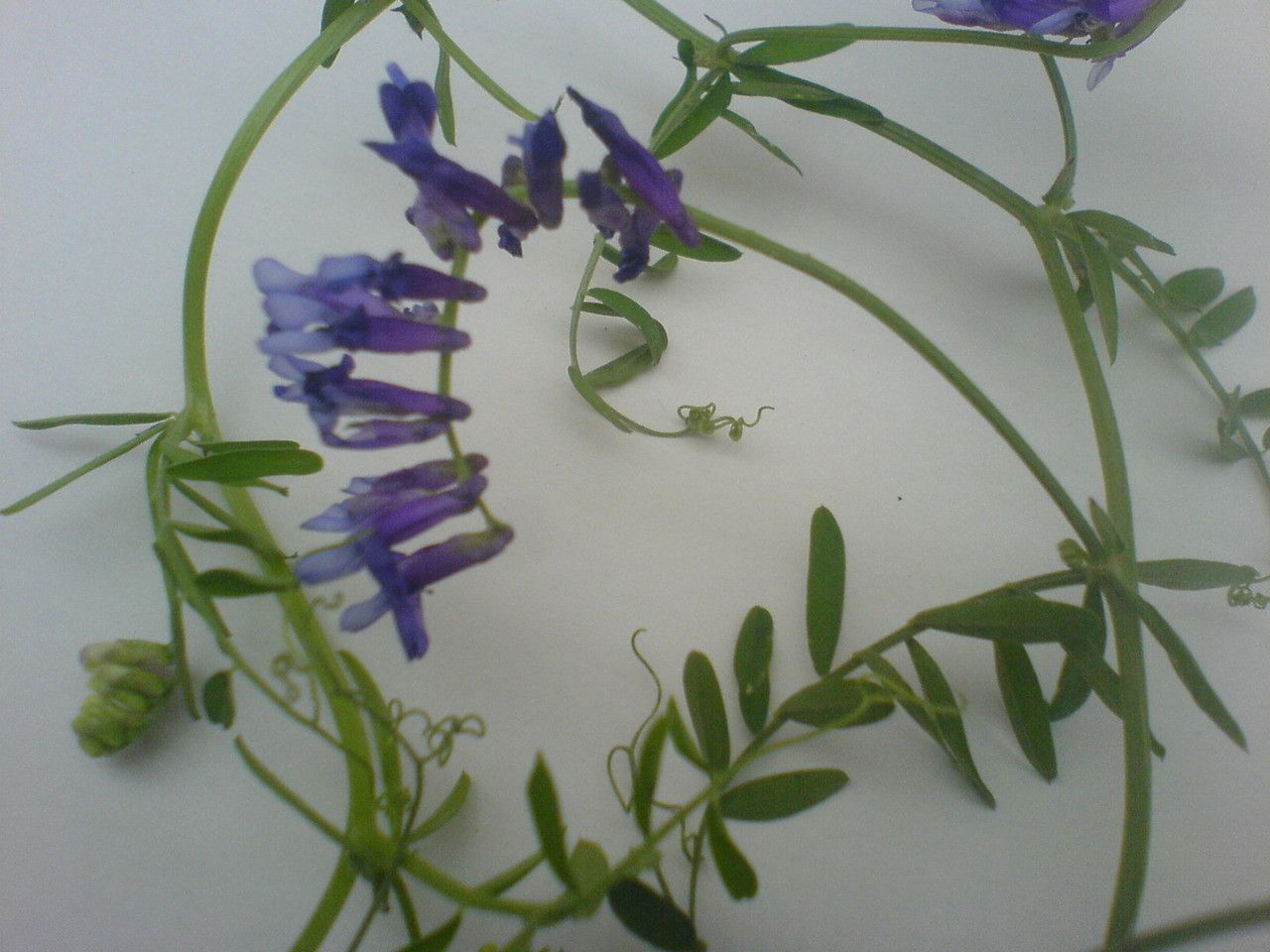 Vicia fulgens — houseplant care guide