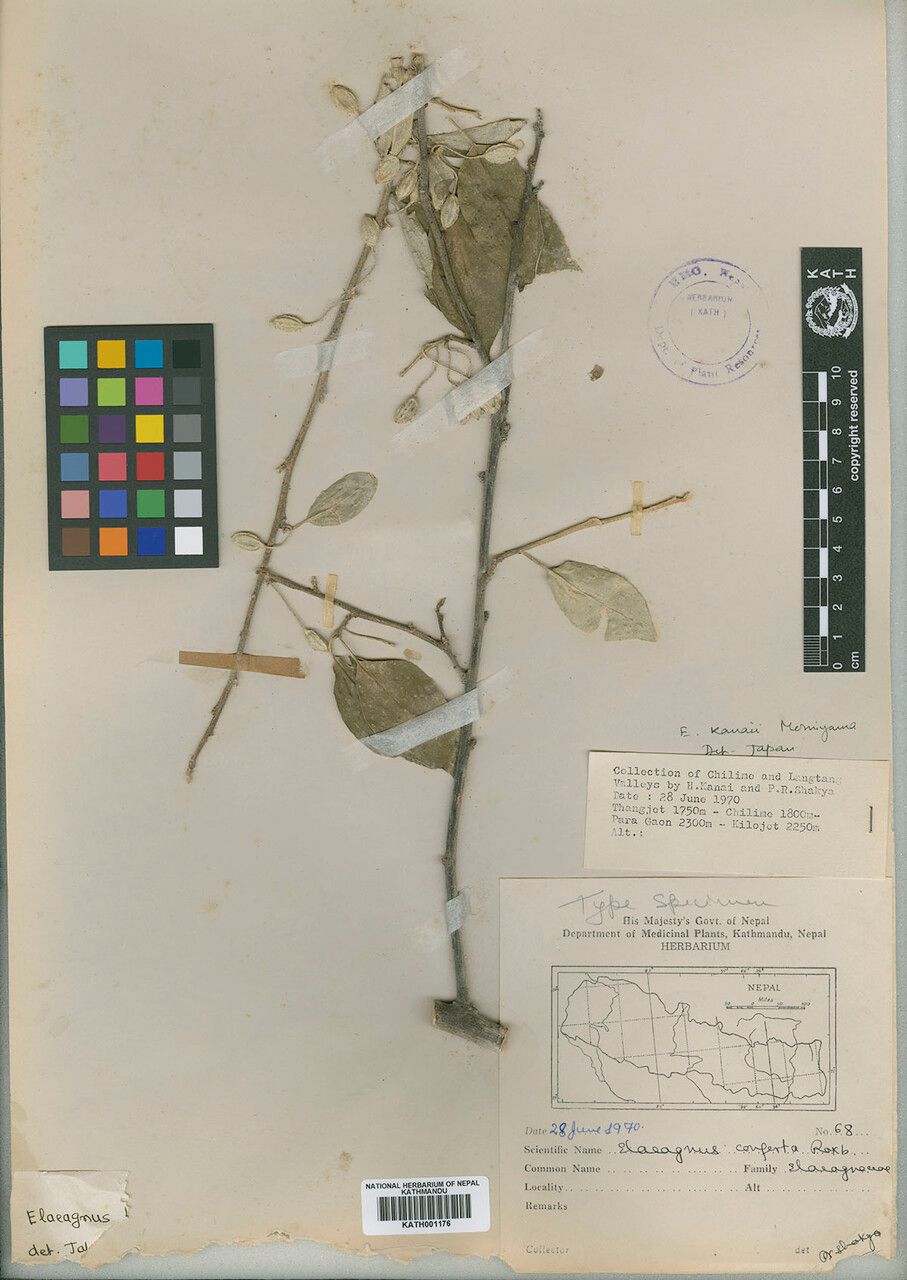 Elaeagnus kanaii other