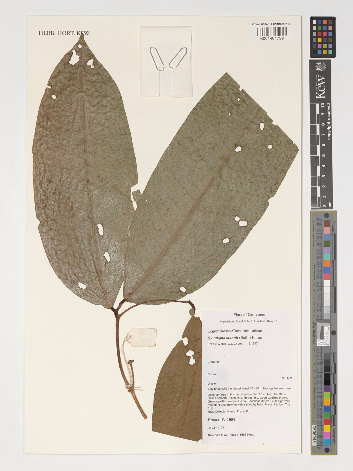 Prioria mannii — search result for 'Prioria'