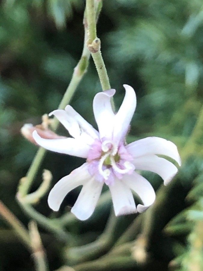 Silene ciliata flower