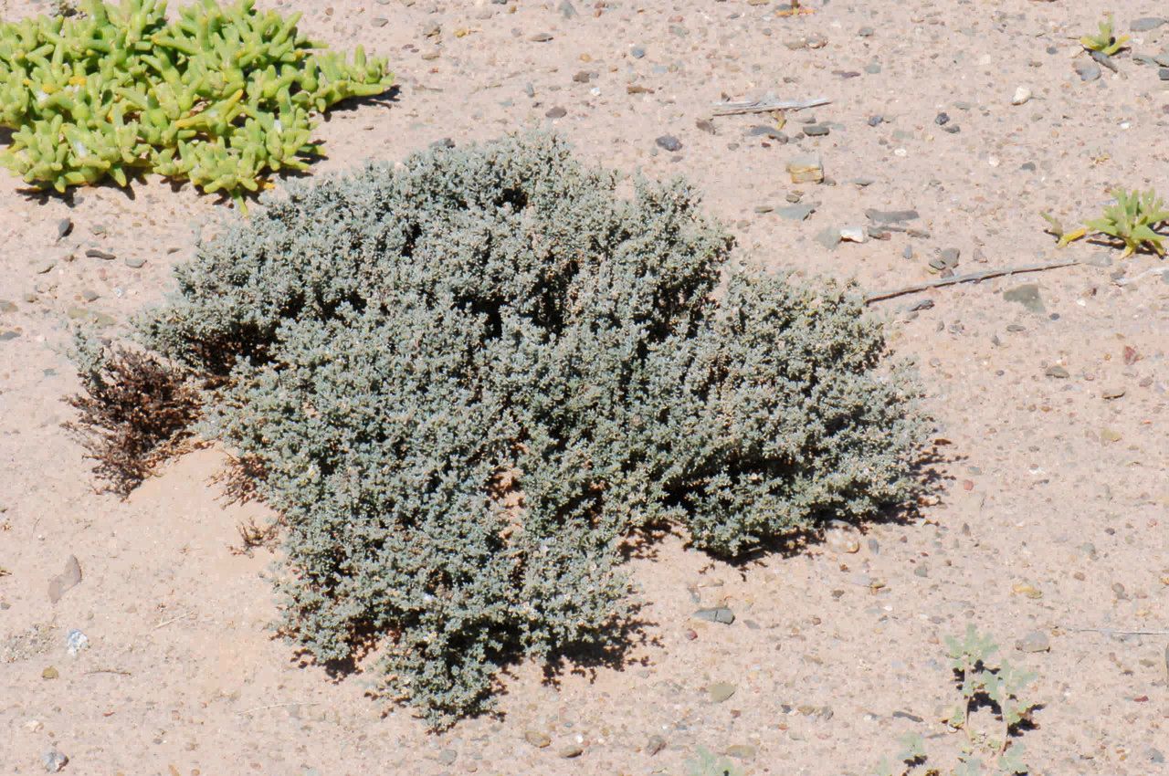 Frankenia corymbosa bark