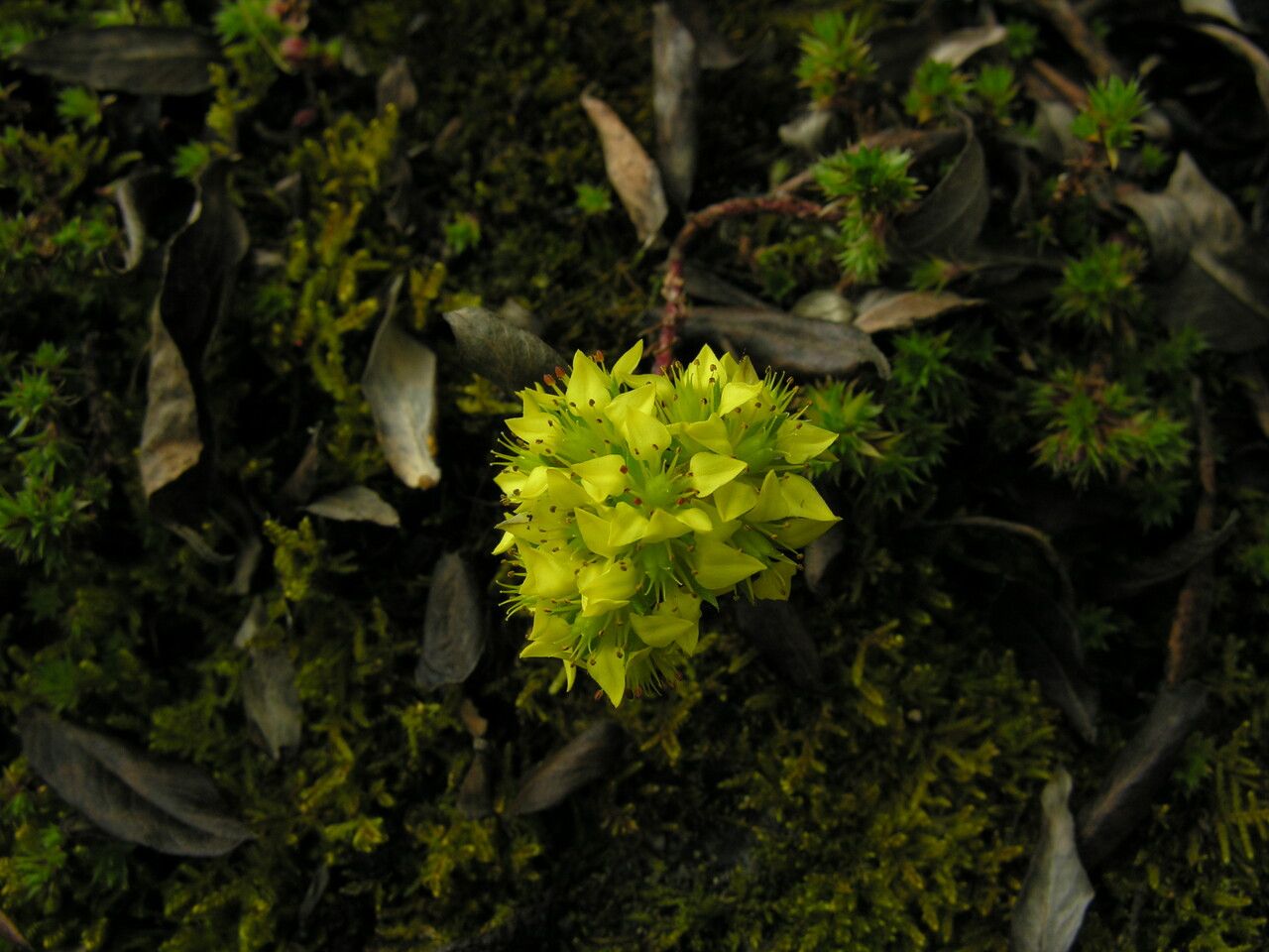 Sedum trullipetalum — houseplant care guide
