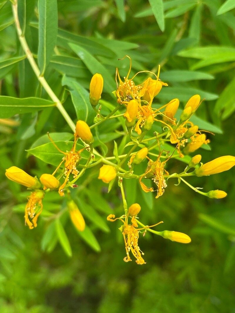 Hypericum glandulosum flower