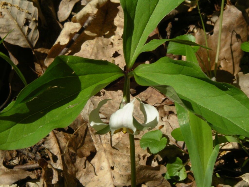 Trillium catesbaei habit