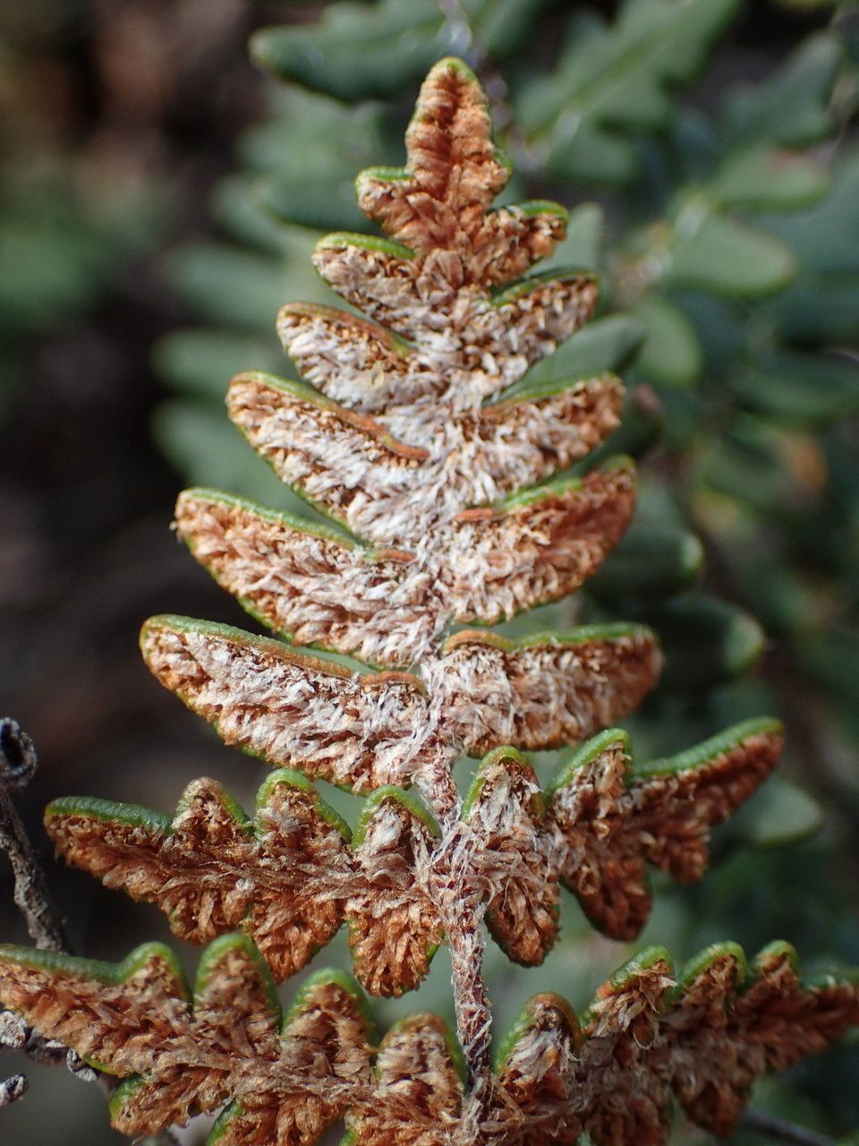 Hemionitis marantae flower