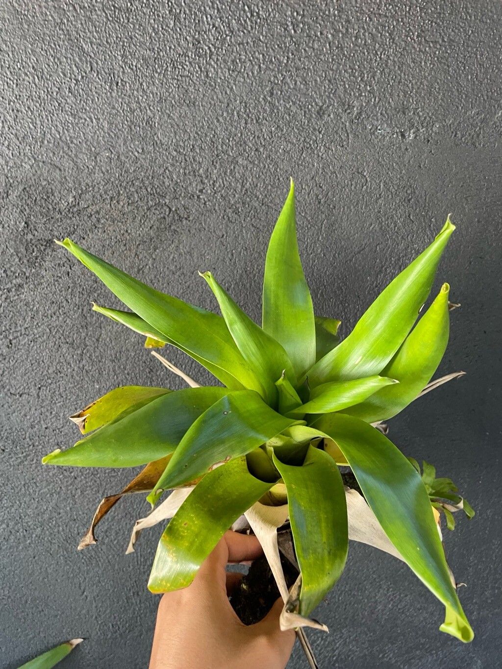 Werauhia gigantea leaf