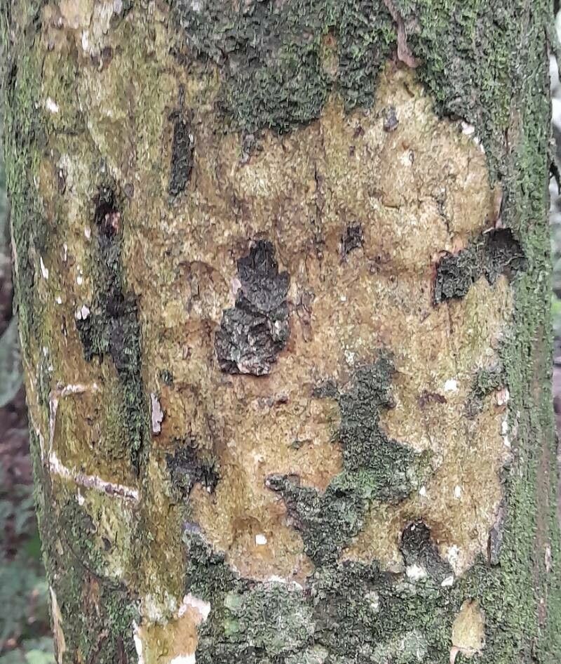 Plinia rivularis bark