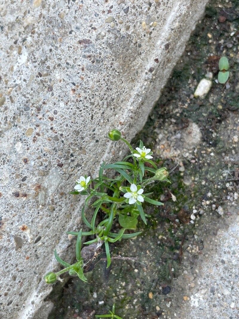 Sagina maxima flower