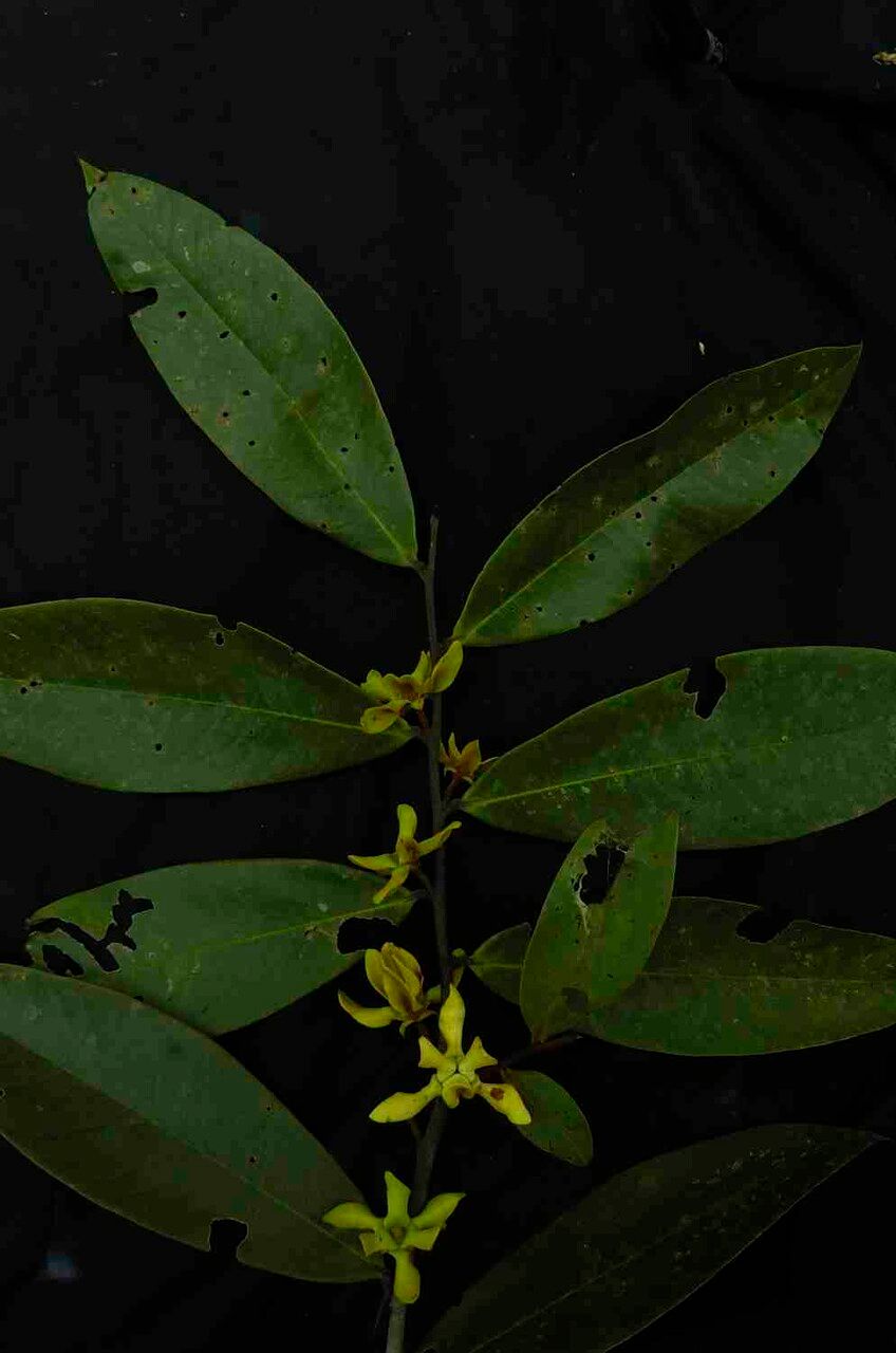 Guatteria blepharophylla flower