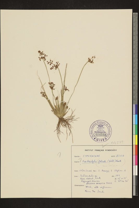 Fimbristylis falcata — houseplant care guide