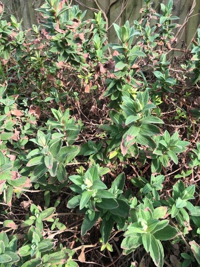 Cistus symphytifolius leaf