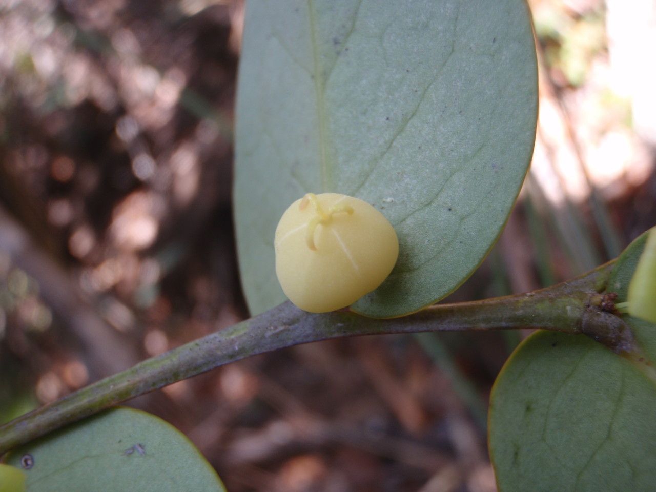 Phyllanthus parainduratus fruit