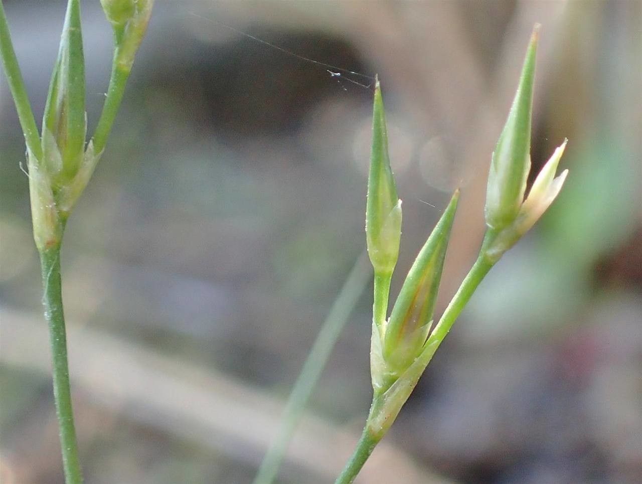 Juncus bufonius fruit