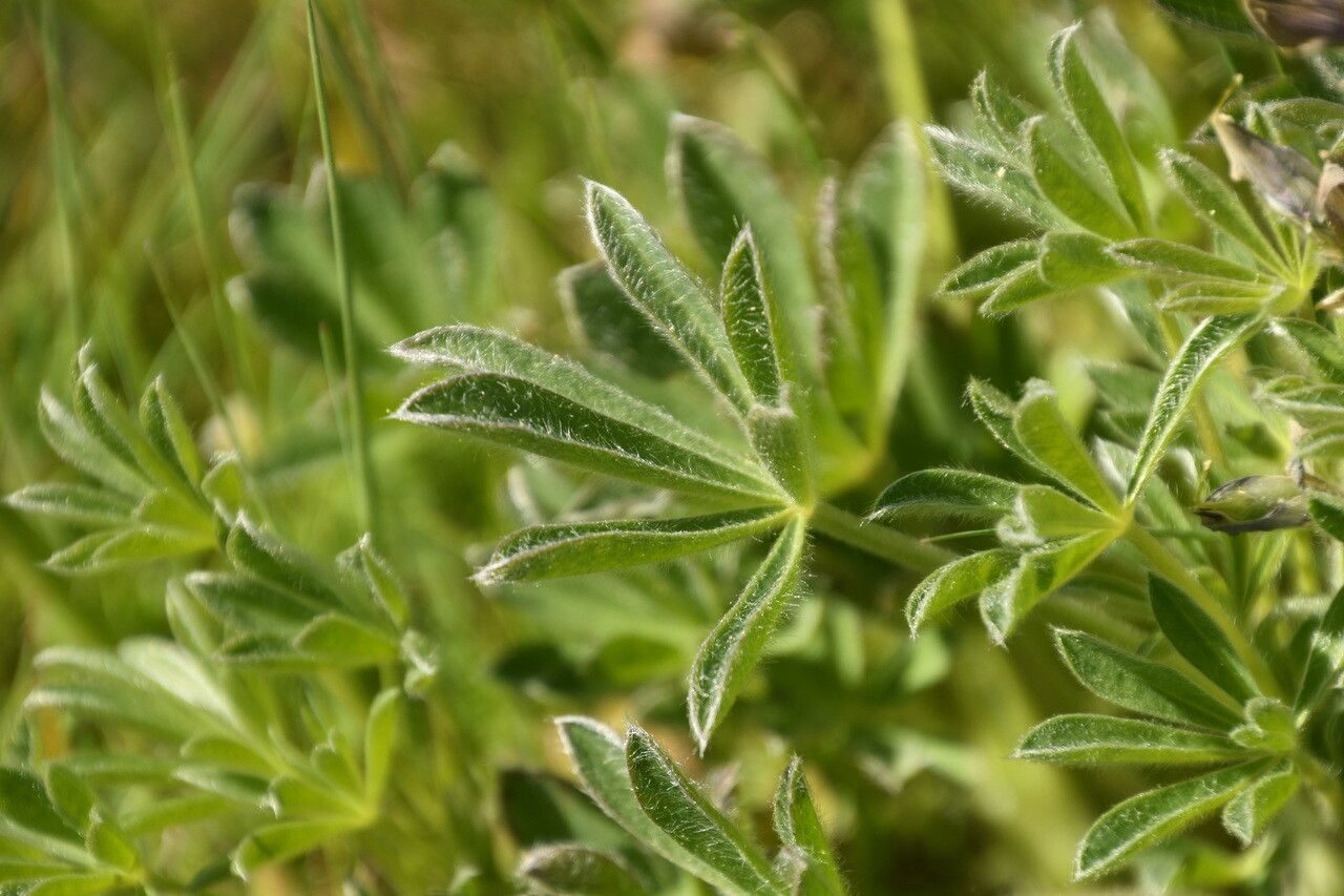 Lupinus gredensis leaf