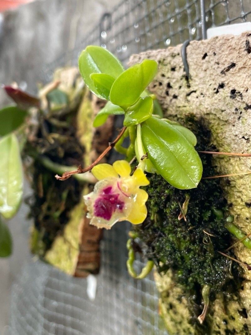 Gastrochilus retrocallus flower