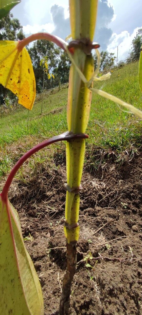 Meriania nobilis bark