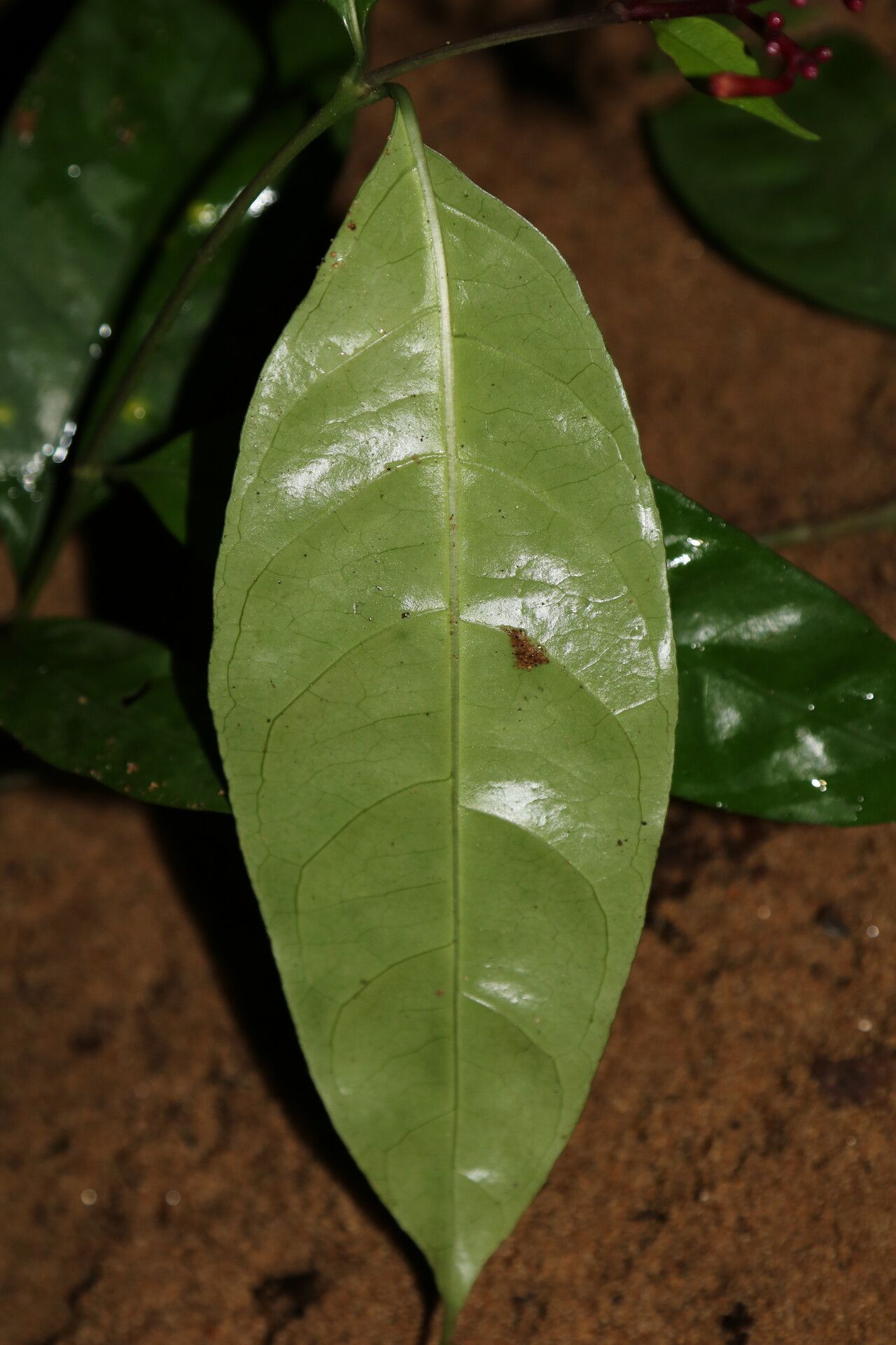 Chassalia subnuda — houseplant care guide