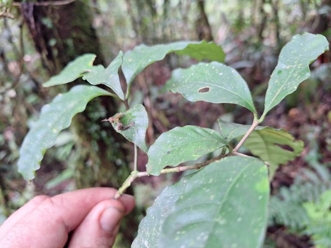 Tabernaemontana longipes leaf