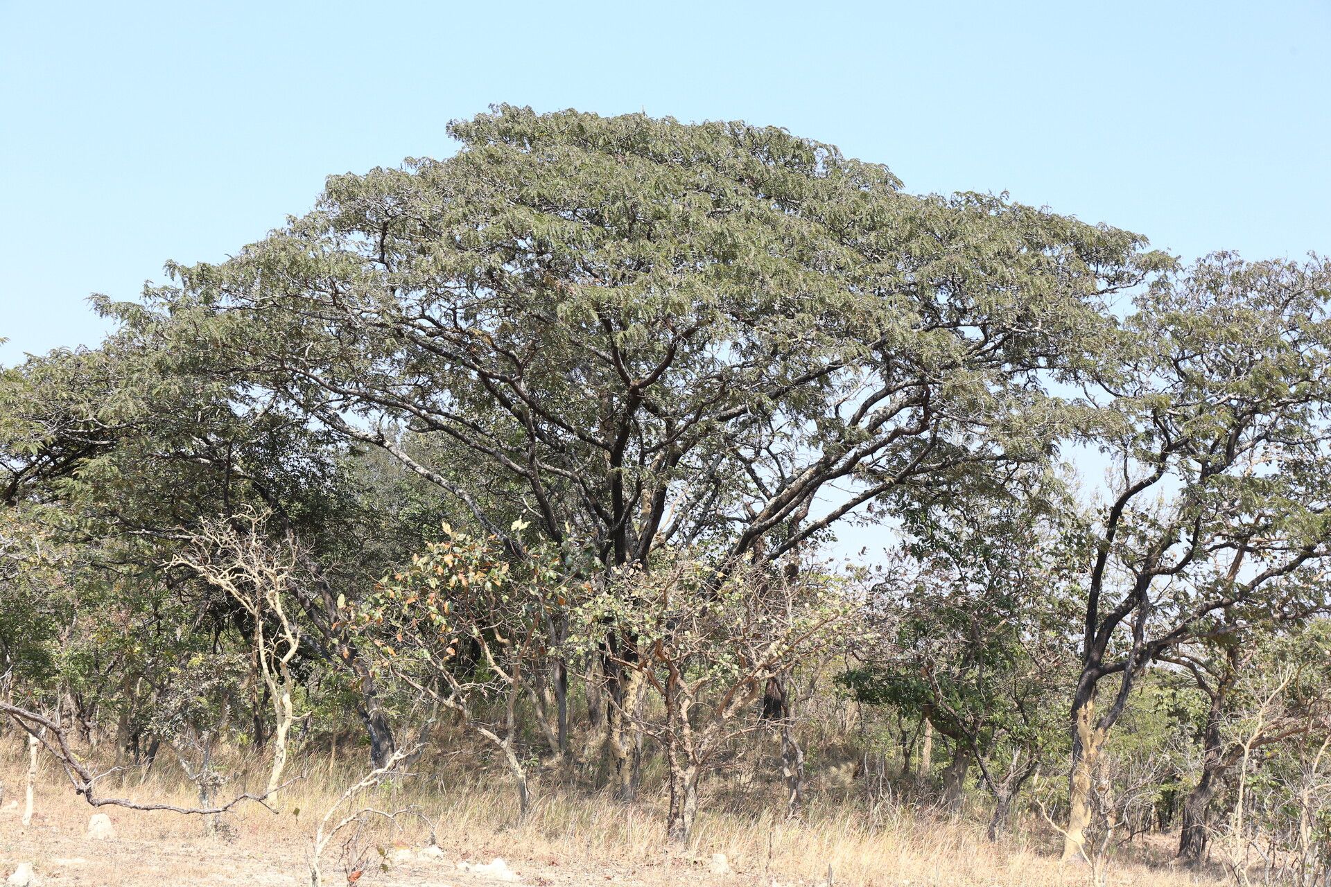 Brachystegia boehmii habit