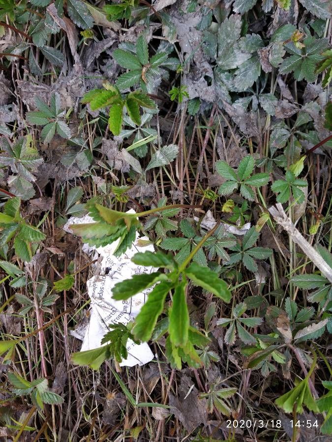 Sibbaldia cuneata — related species from the same genus