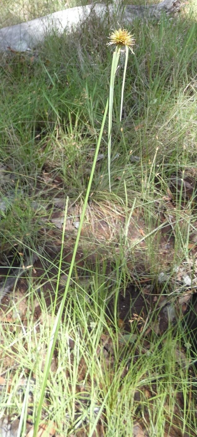 Rhynchospora rubra — houseplant care guide