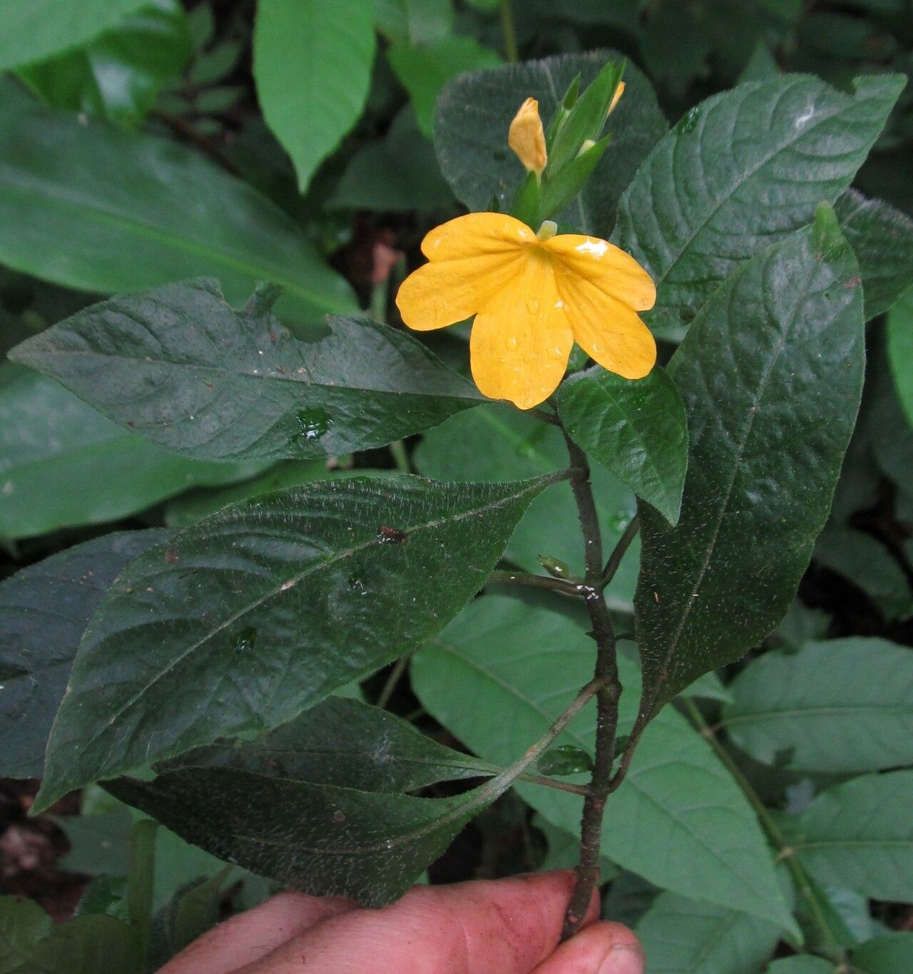Crossandra obanensis habit