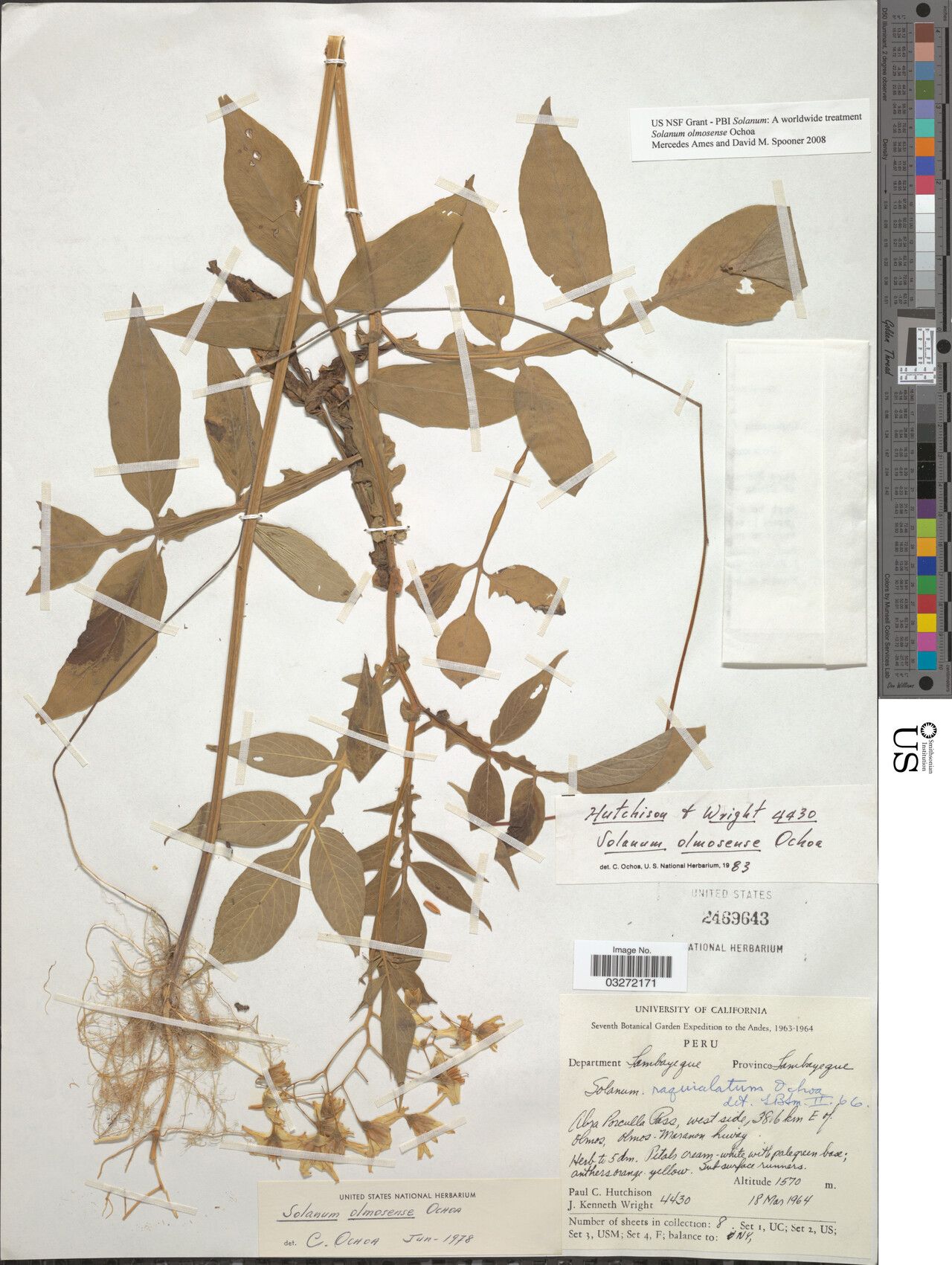 Solanum olmosense — houseplant care guide