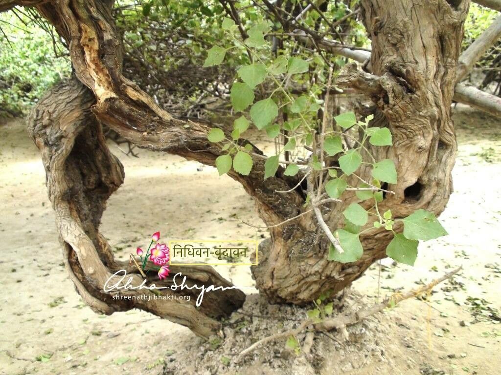 Clerodendrum phlomidis leaf