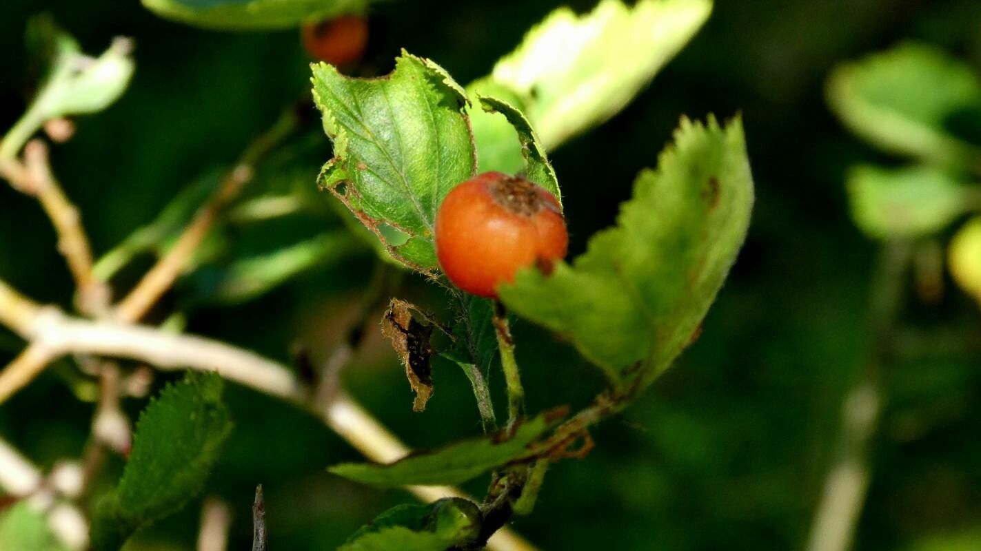 Crataegus × kyrtostyla fruit
