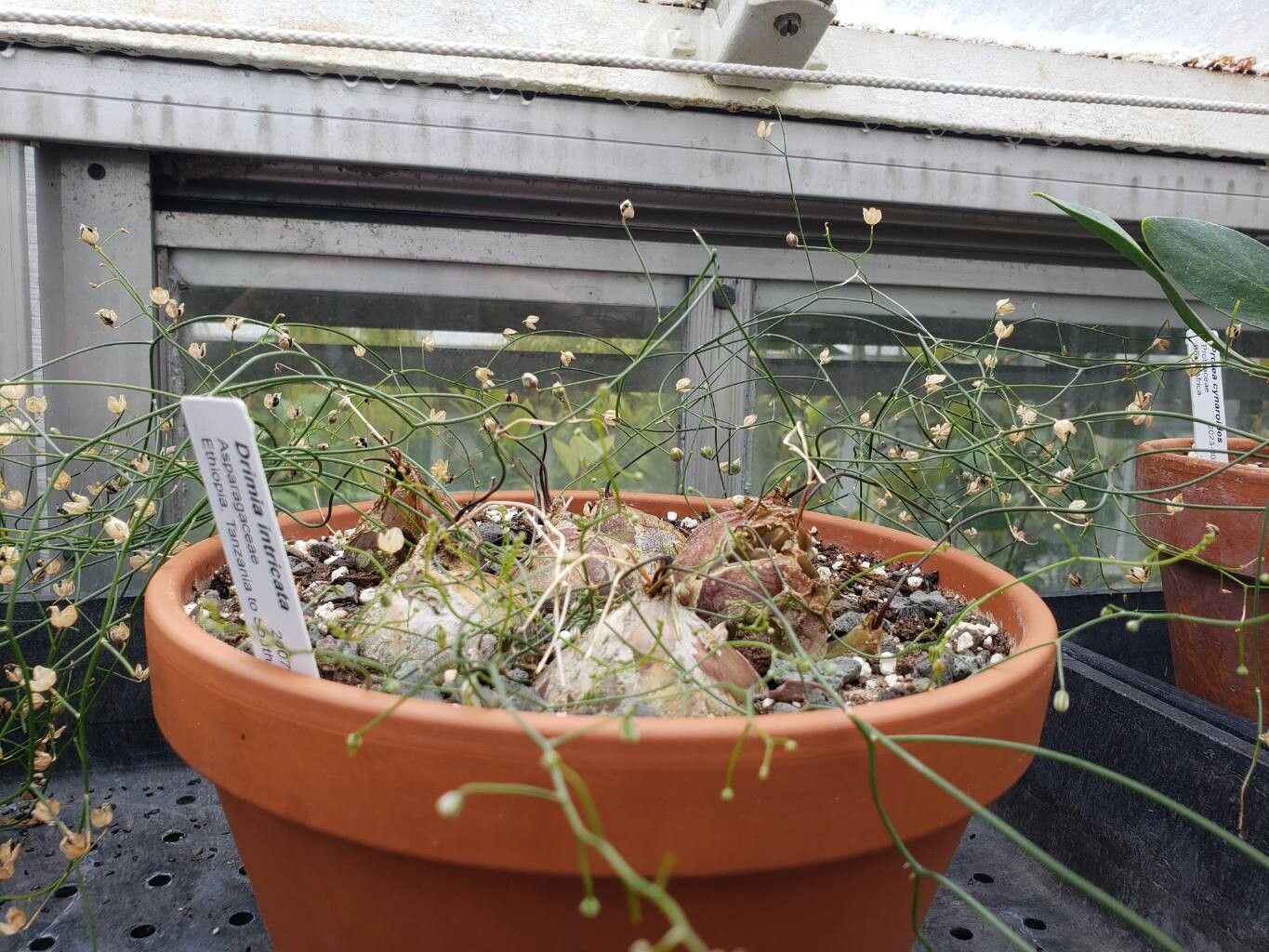 Drimia intricata habit