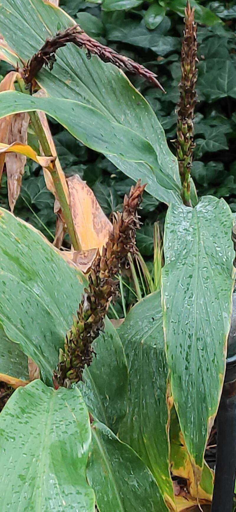 Hedychium densiflorum fruit