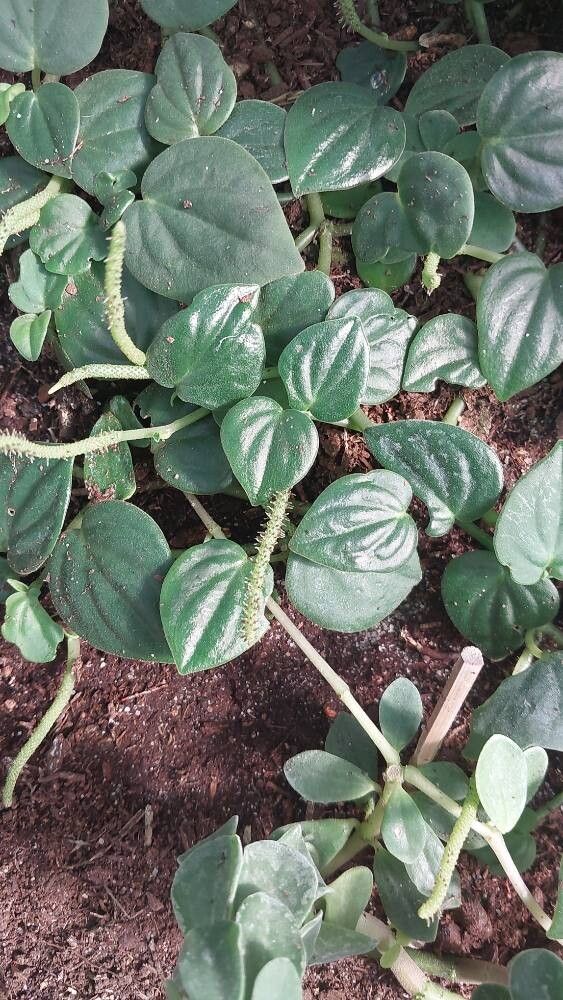 Peperomia puberulispica — houseplant care guide