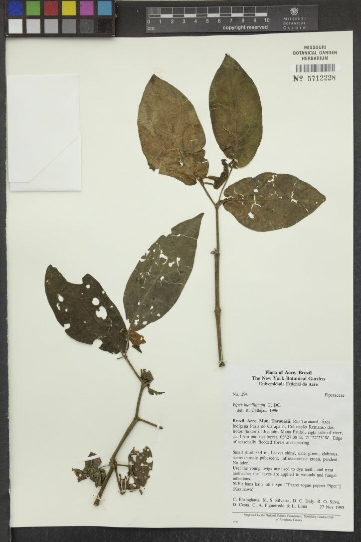 Piper humillimum — houseplant care guide